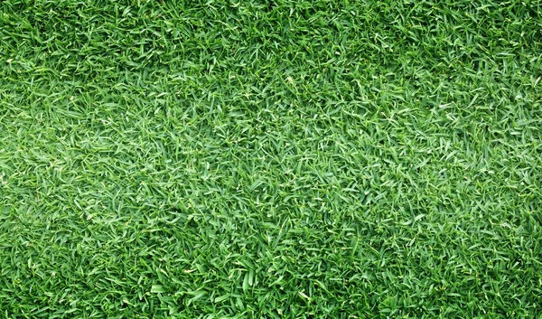 잔디 배경 녹색 골프 코스 잔디 — 스톡 사진