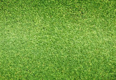 arka plan Golf sahaları yeşil çim çimen