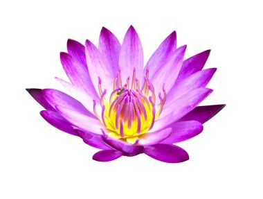 Lotus tomurcukları Lotus çiçeği