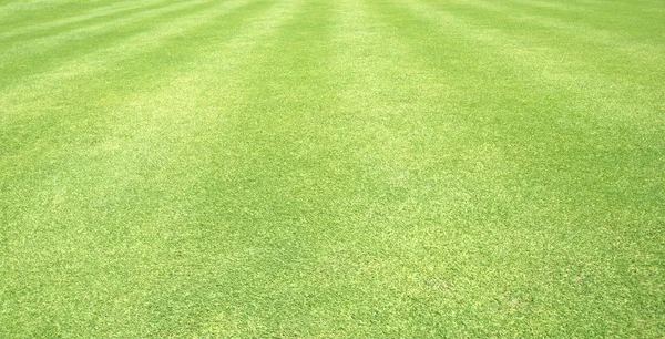 背景緑のゴルフ場の芝生を草します。 — ストック写真