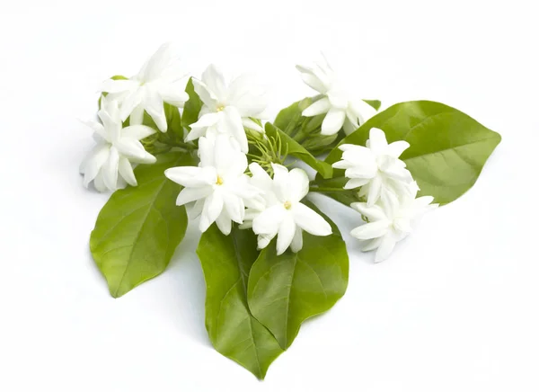 Jasmine flowers refreshing — Stock Photo, Image