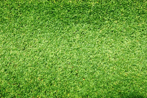 arka plan Golf sahaları yeşil çim çimen