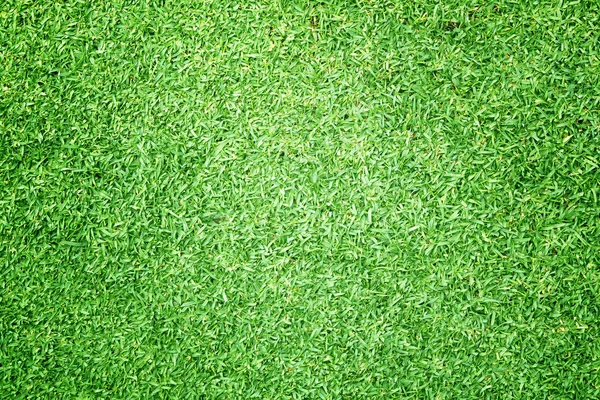 Гольф поля зеленый газон — стоковое фото