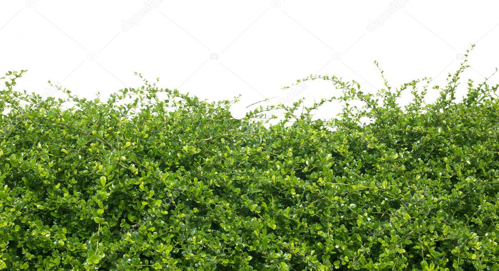 Green hedge background