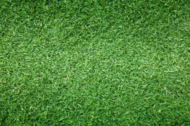 arka plan Golf sahaları yeşil çim çimen