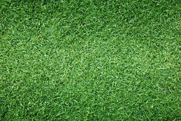 arka plan Golf sahaları yeşil çim çimen