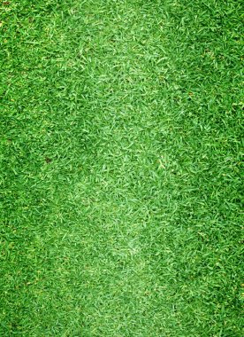 arka plan Golf sahaları yeşil çim çimen