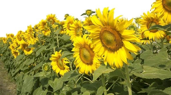 Zonnebloem tuin bloesem — Stockfoto