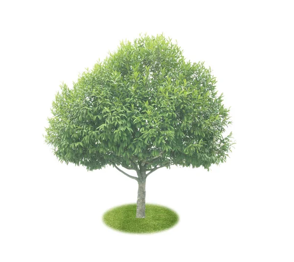 Foglie di albero verde isolate — Foto Stock