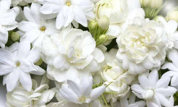 White jasmine flowers — Stock Photo, Image