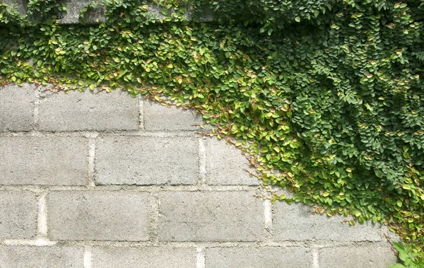 Gröna Krypväxter på muren — Stockfoto