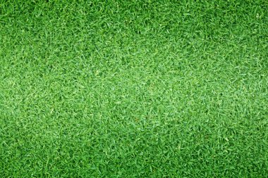 arka plan Golf sahaları yeşil çim çimen