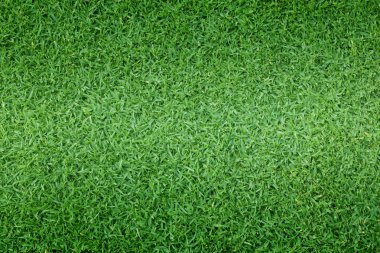 arka plan Golf sahaları yeşil çim çimen