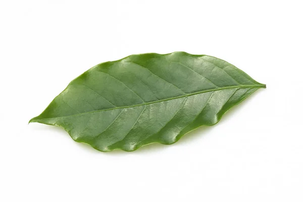 Coffee leaves — Stock Photo, Image