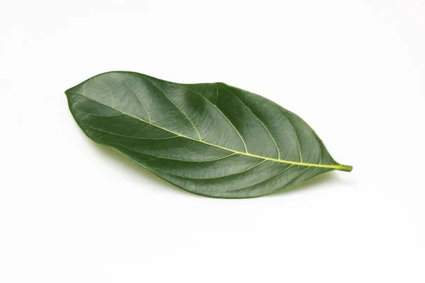Листья джекфрута — стоковое фото