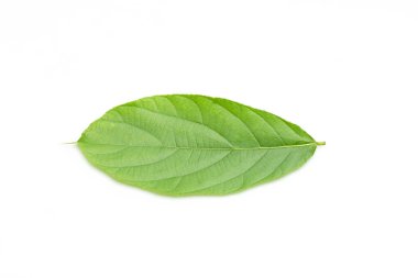 Doğal olarak yaprak yeşil