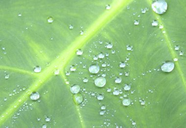 yeşil yaprak düşer