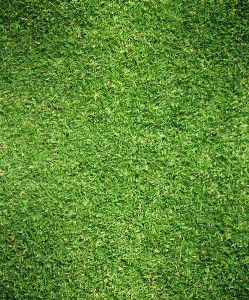 Green grass nature outdoor — Stock Photo, Image