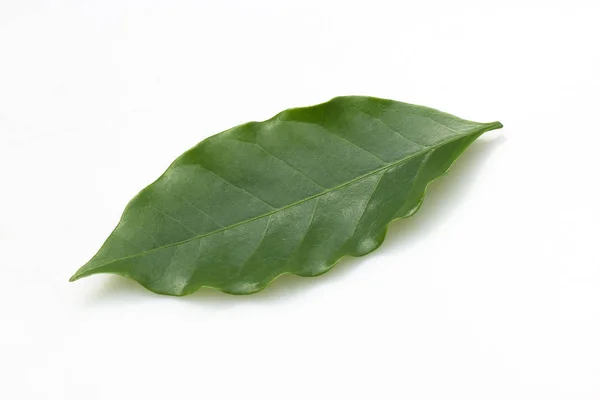 Coffee leaves — Stock Photo, Image