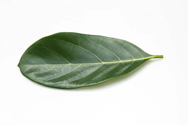 Leaves jackfruit — Stock Photo, Image