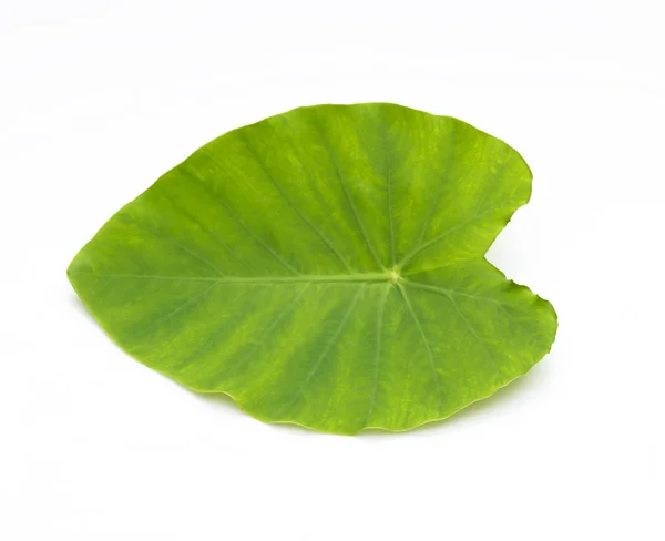 Green leaf naturally — Stock Photo, Image