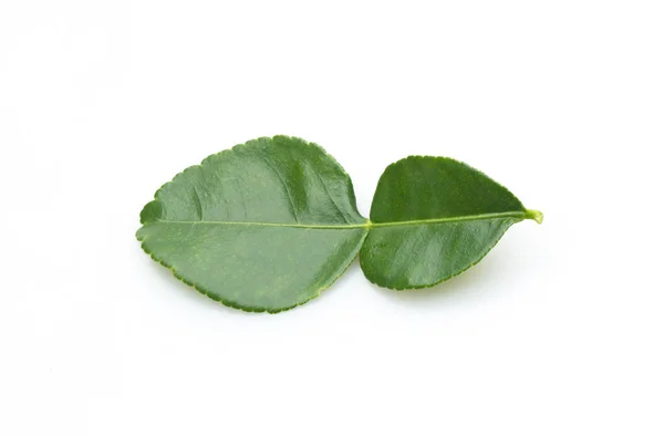 Каффировые листья — стоковое фото