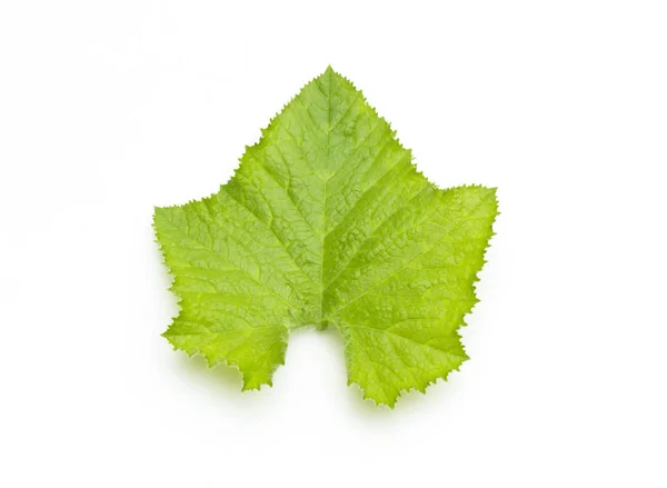 Zelený list přirozeně — Stock fotografie