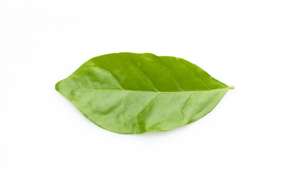Zelený list přirozeně — Stock fotografie