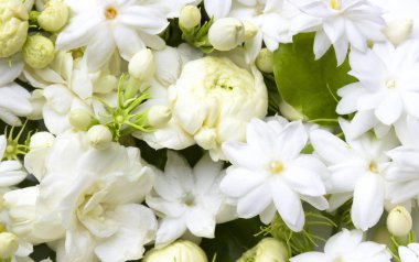 Beyaz Yasemin çiçekleri 