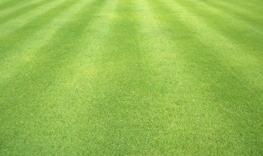 Yeşil çim doğa açık