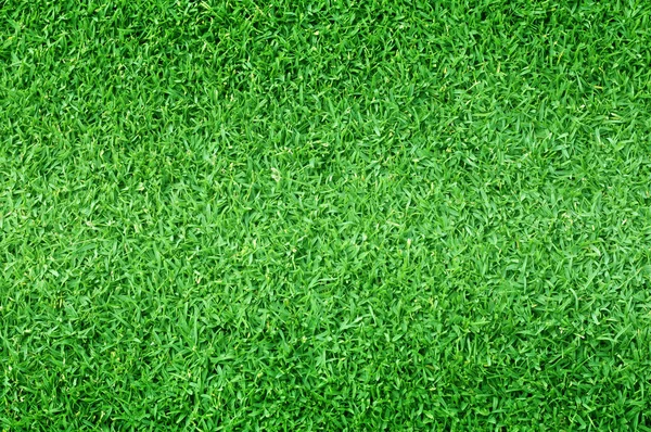 Verde hierba naturaleza al aire libre — Foto de Stock