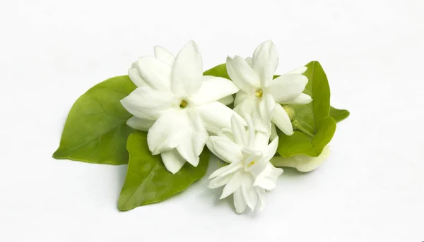 White jasmine flowers fresh flowers — Stock Photo, Image