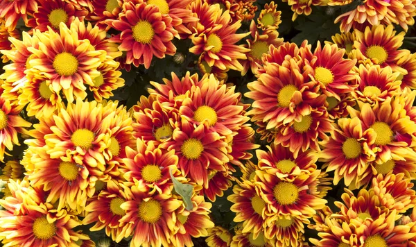 Yellow chrysanthemums daisy flower background — Stock Photo, Image