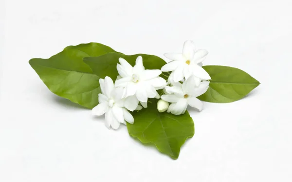 Witte jasmijn bloemen — Stockfoto