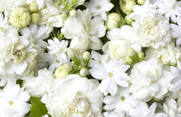 Flores de jazmín blanco flores frescas — Foto de Stock