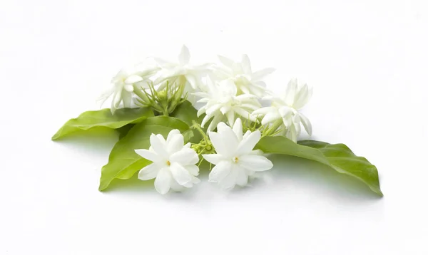 Čerstvé květiny bílé kvítky jasmínu — Stock fotografie