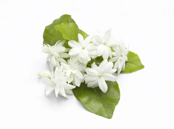 Flores brancas jasmim flores frescas — Fotografia de Stock