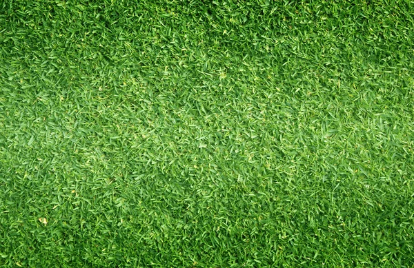 Natura trawa zielony — Zdjęcie stockowe