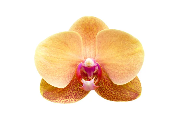Orchidee bloem geel — Stockfoto