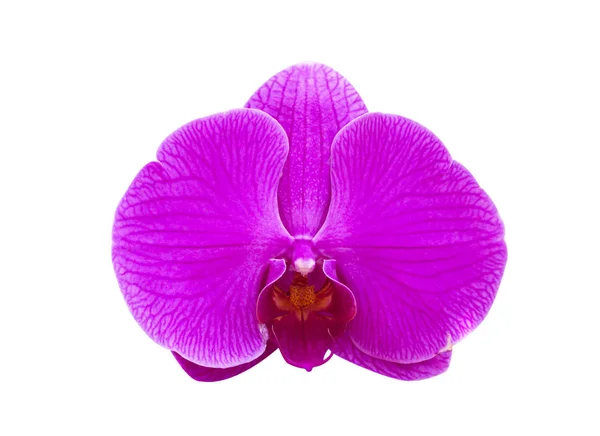 Fialová orchidej květina — Stock fotografie