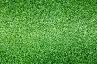 Yeşil çim doğa açık