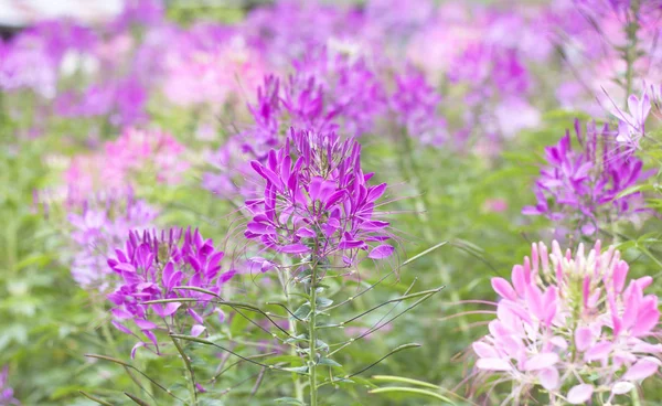 Spider blommor — Stockfoto