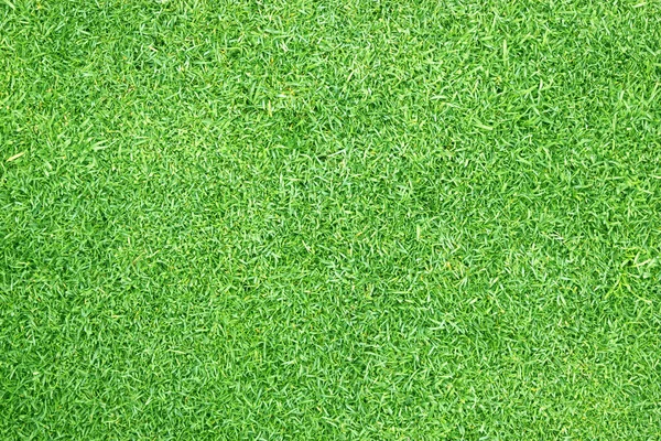 Πράσινο φόντο γρασίδι Όμορφο γρασίδι — Φωτογραφία Αρχείου
