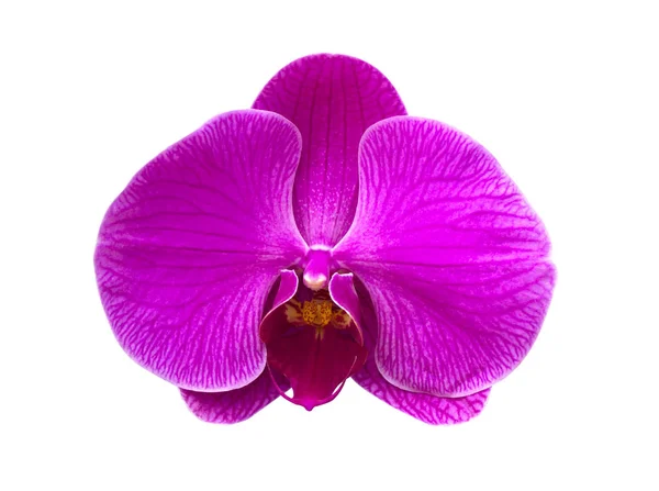 Orchidee bloem paars — Stockfoto