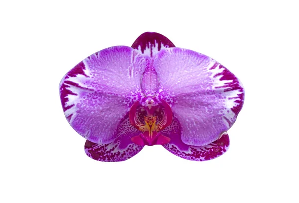 Orchidée fleur pourpre — Photo