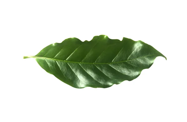 Green coffee leaf — Stock Photo, Image