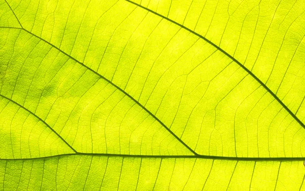 Groene bladeren voor achtergrond — Stockfoto