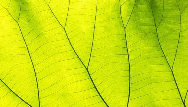 Green leaves for background — Stock Photo, Image