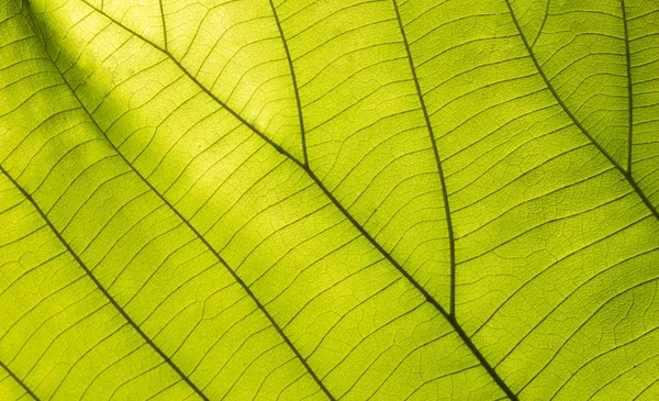 Green leaves for background — Stock Photo, Image