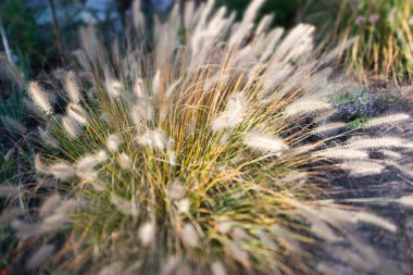 Bahçedeki çiçekler